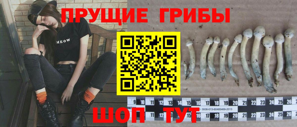 Псилоцибиновые грибы Psilocybine cubensis Нижний Тагил